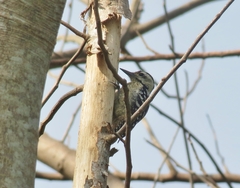 Dendrocopos analis