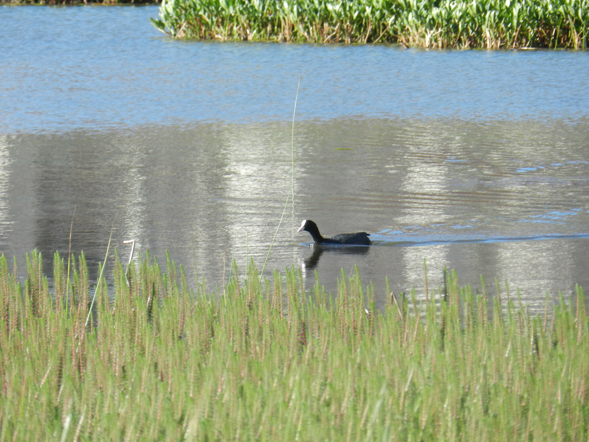 Eurasian Coot