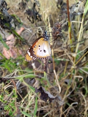 Danaus chrysippus alcippus