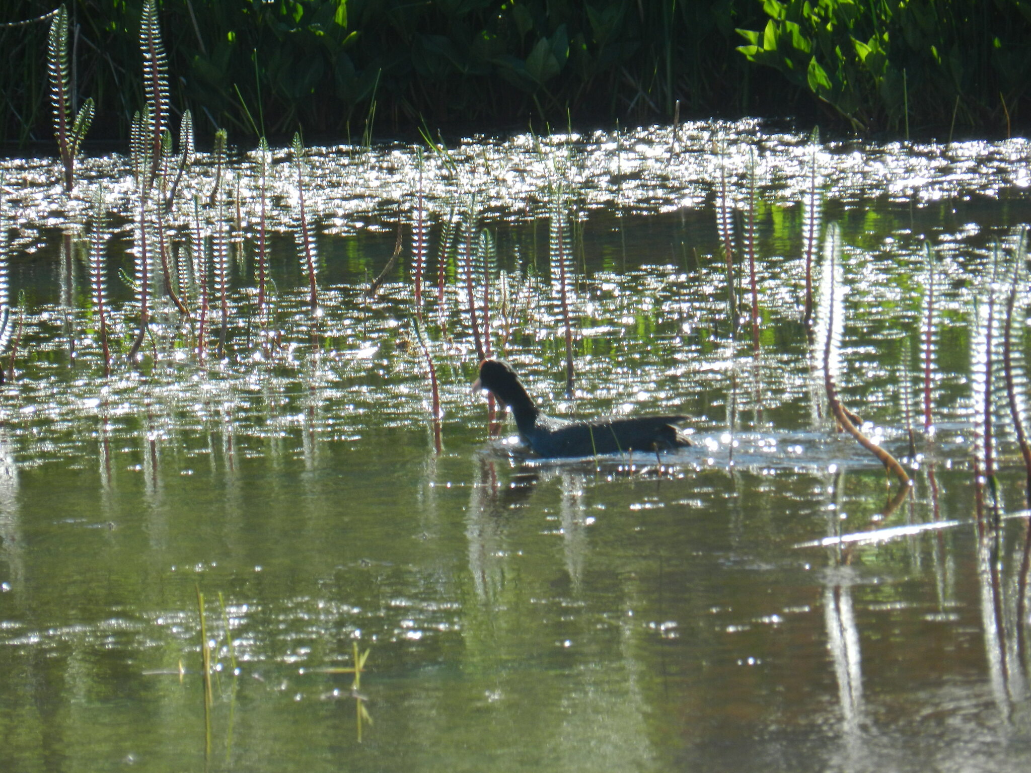 Eurasian Coot