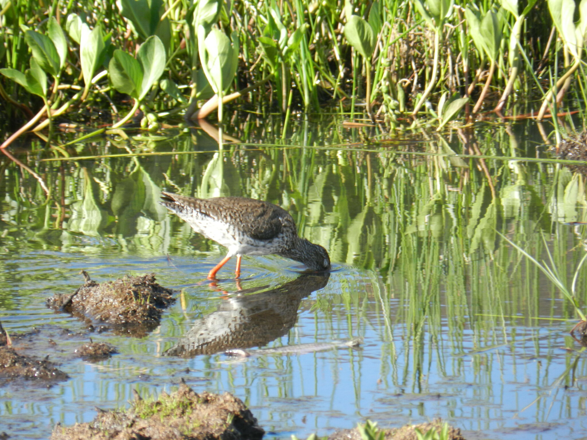Common Redshank