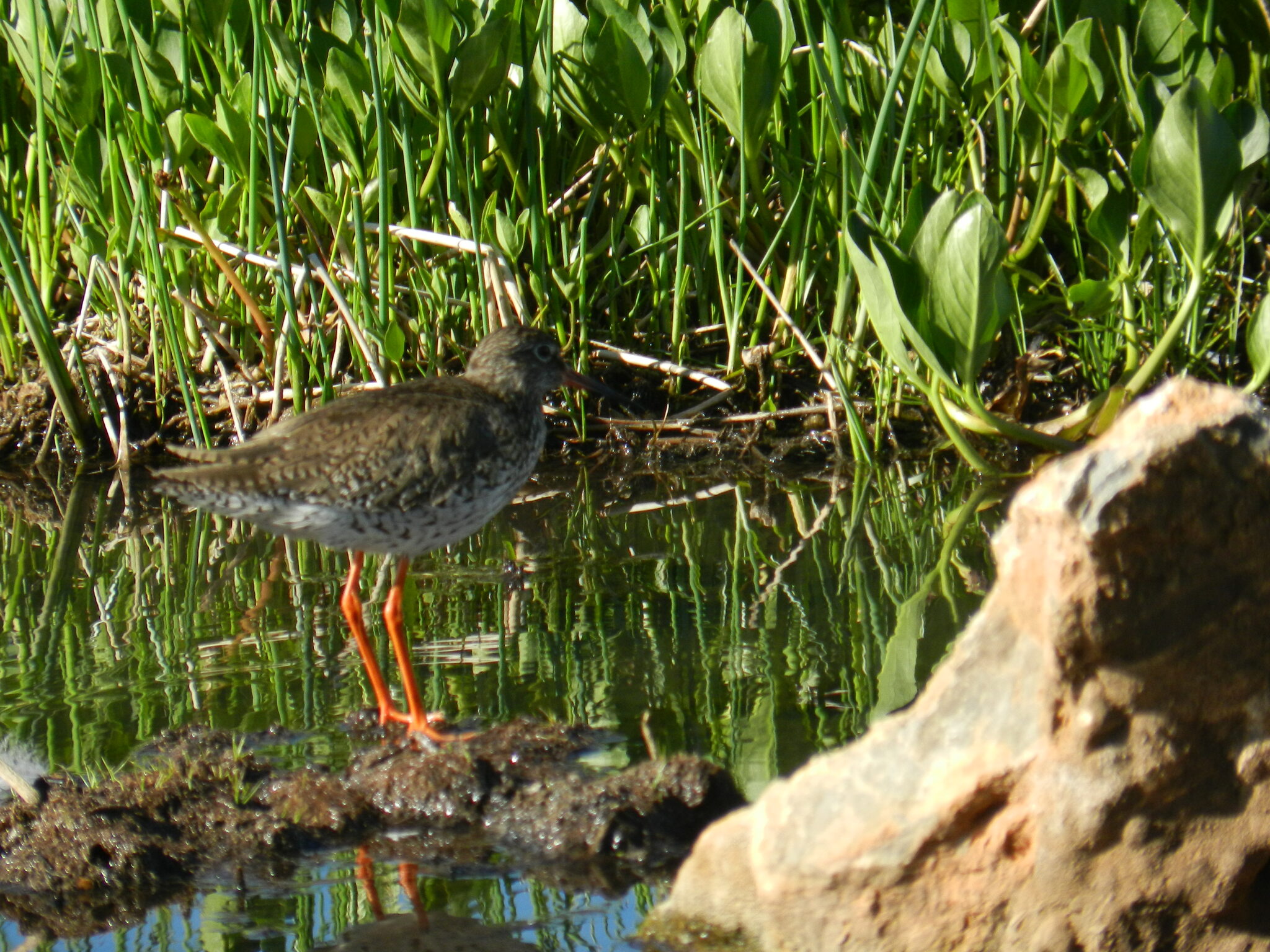 Common Redshank