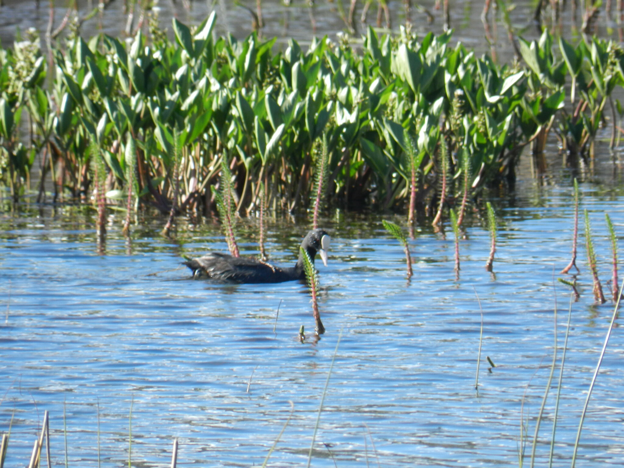 Eurasian Coot
