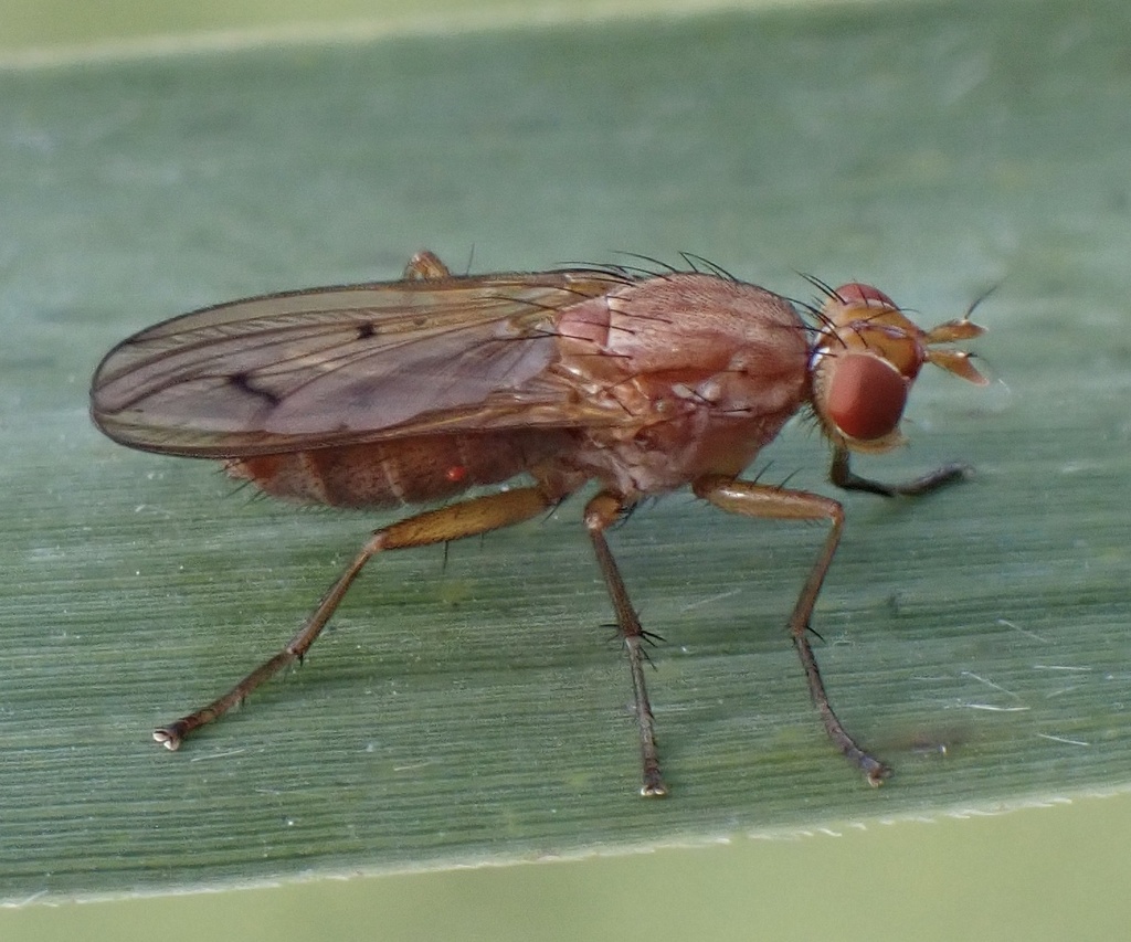 Tetanocera ferruginea
