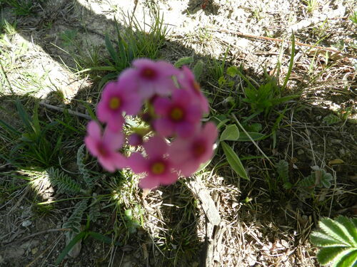 Androsace spinulifera (Androsace spinulifera)