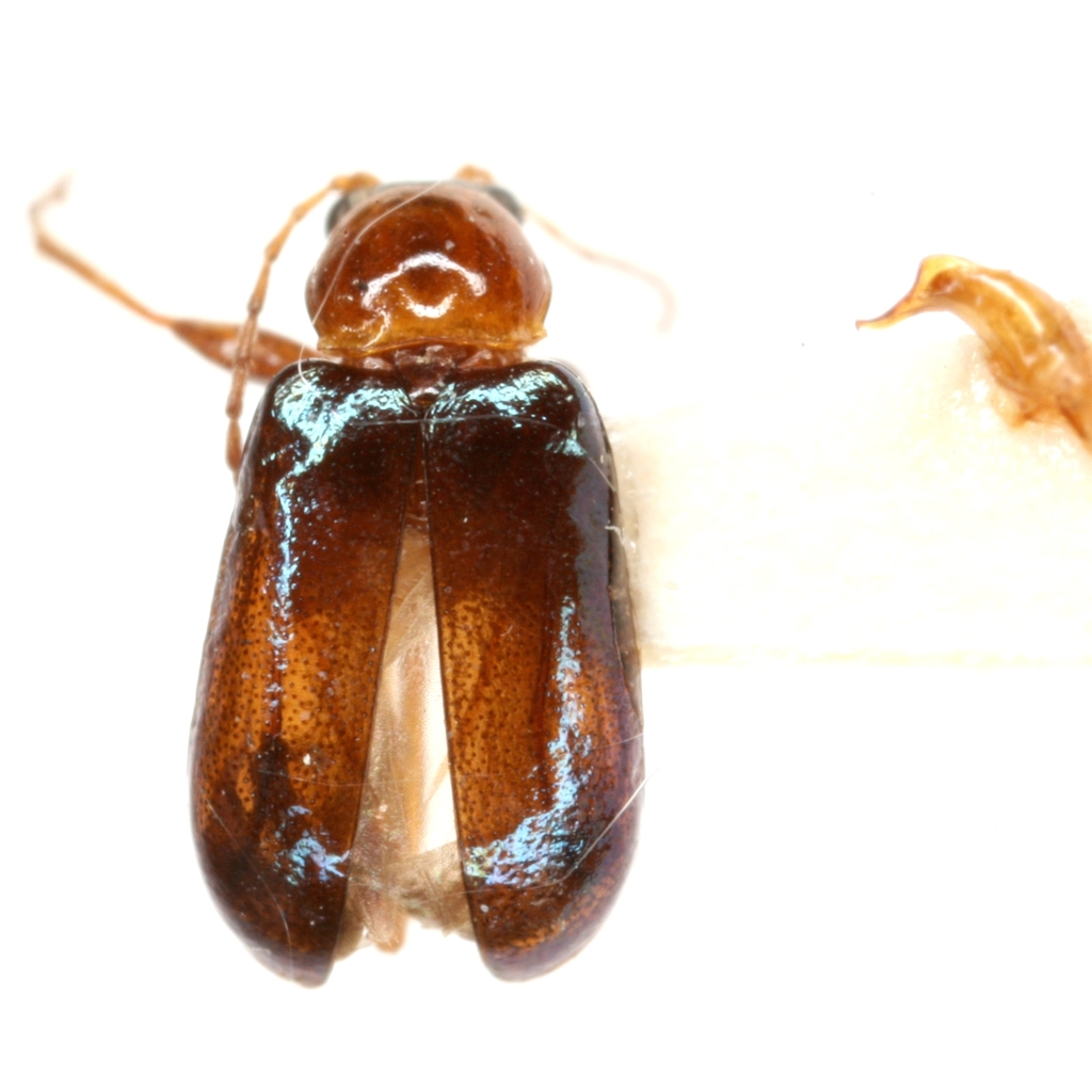 Luperaltica nitida