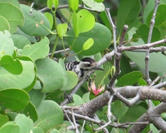 Dendrocopos analis