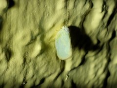 Ormenoides venusta image