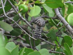 Dendrocopos analis