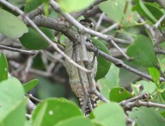 Dendrocopos analis
