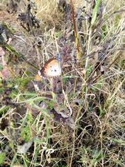 Danaus chrysippus alcippus