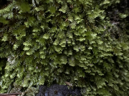 Diplophyllum taxifolium