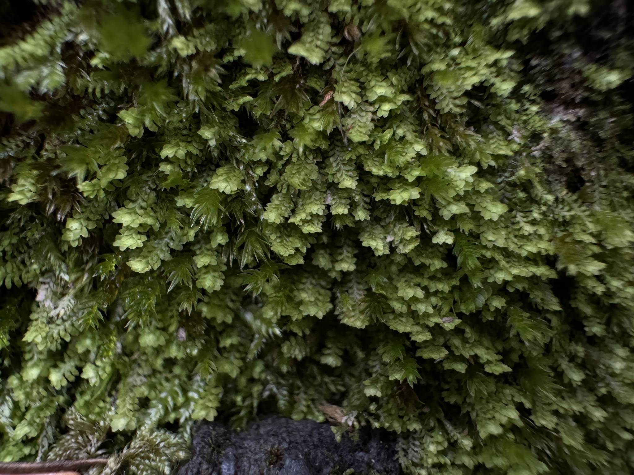 Diplophyllum taxifolium