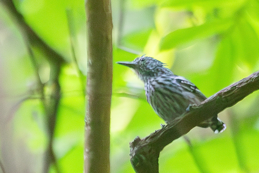 Klages's Antwren