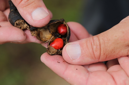 Texas mountain laurel