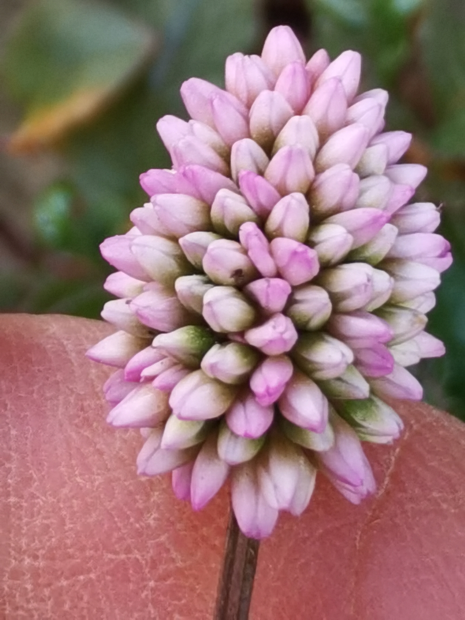 Nudosilla africana