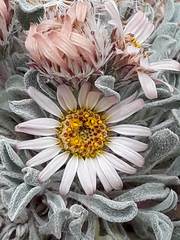 Townsendia scapigera