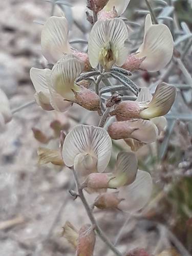 Duane's milkvetch (Astragalus pinonis var. atwoodii)