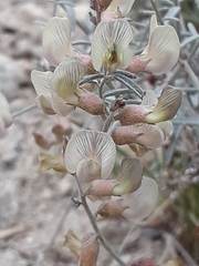 Astragalus pinonis