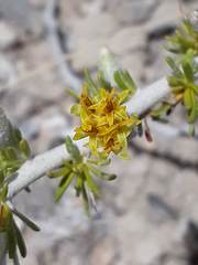 Tetradymia spinosa