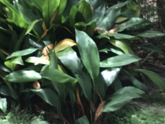 Aspidistra