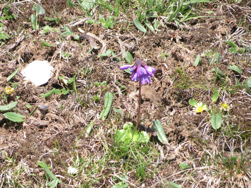 Primula amethystina, photograph 5