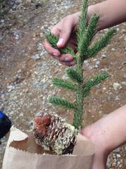 Abies vejarii