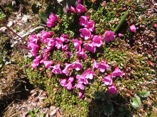 Diapensia purpurea