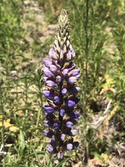 Lupinus lepidus confertus