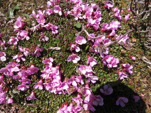 Diapensia purpurea, photograph 1