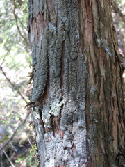 Fuscopannaria sorediata