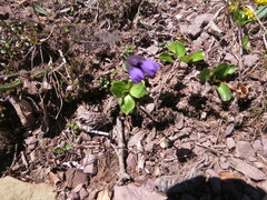 author not stated, no rights reserved Primula amethystina, photograph author not stated, no rights reserved