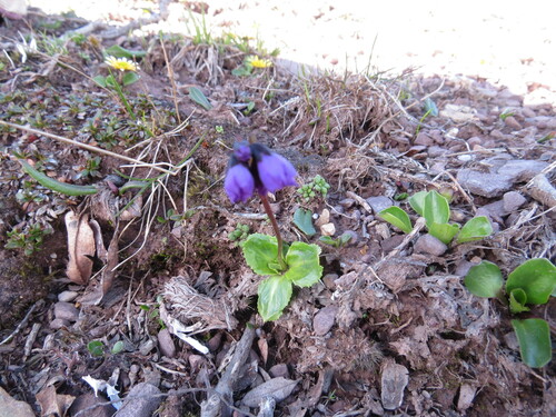 Primula amethystina, photograph 3