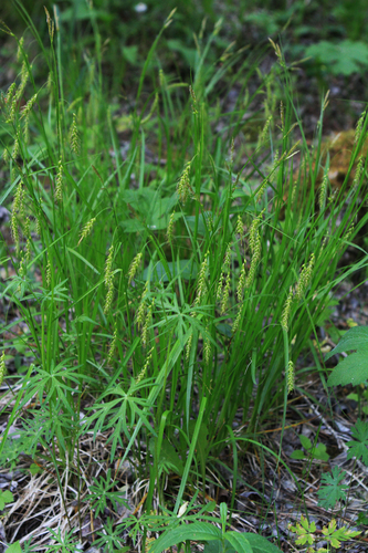 Carex arnellii (Carex arnellii)