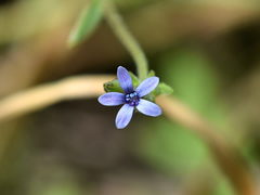 Allophyllum gilioides violaceum