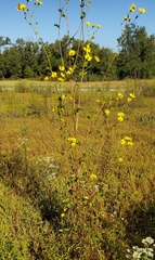 Helianthus silphioides, photograph (c) hr_dragonfly, some rights reserved (CC BY)