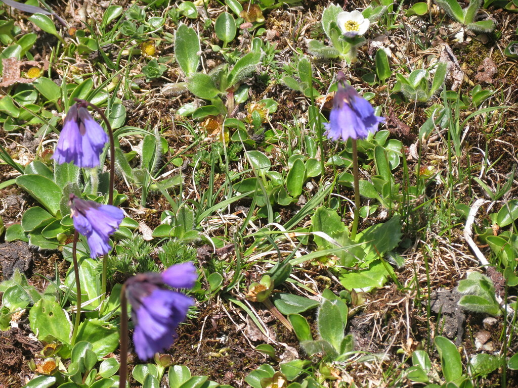 Primula amethystina; photograph author not stated, no rights reserved