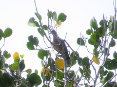 Streptopelia bitorquata