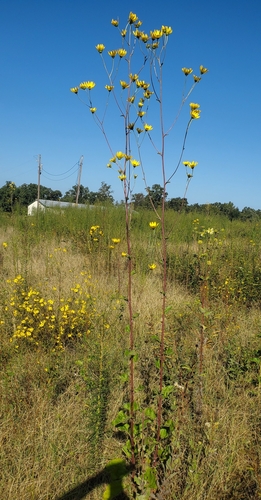 Image of Helianthus silphioides by (c) hr_dragonfly, some rights reserved (CC BY)