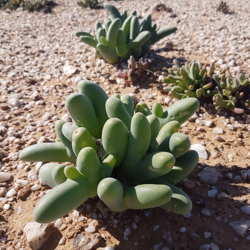Mesembryanthemum digitatum