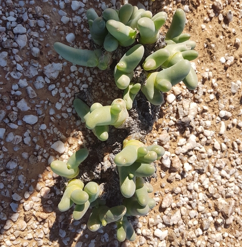 Mesembryanthemum digitatum