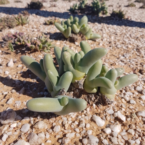 Mesembryanthemum digitatum