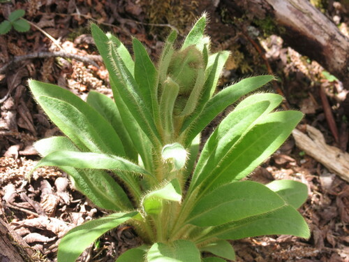Image of Meconopsis integrifolia by no rights reserved