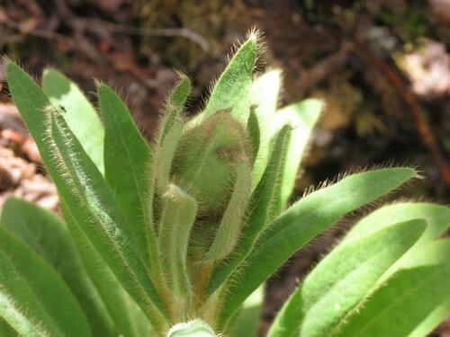 Image of Meconopsis integrifolia by no rights reserved