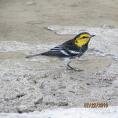 Golden-Cheeked Warbler photo 5