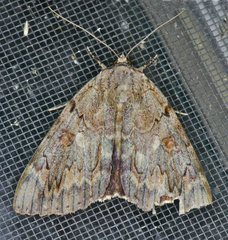 Catocala agrippina