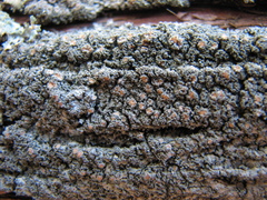 Fuscopannaria sorediata