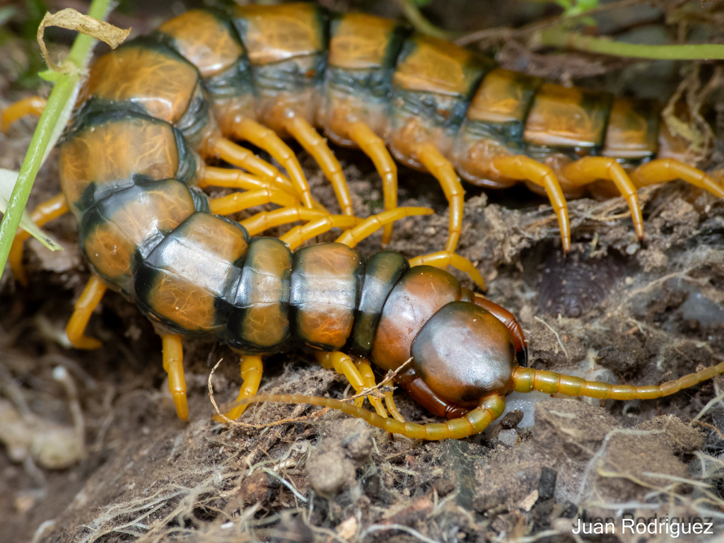 Mediterranean Banded Centipede