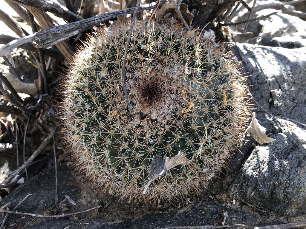 Subspecies Mammillaria brandegeei brandegeei  iNaturalist