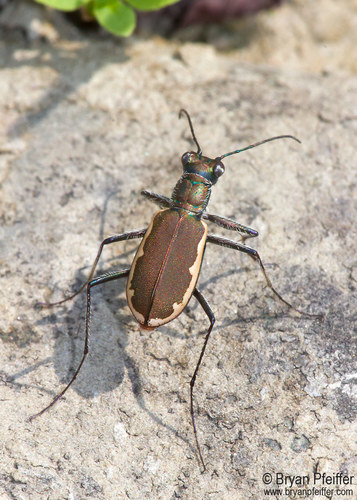 Cicindela marginipennis Dejean, 1831